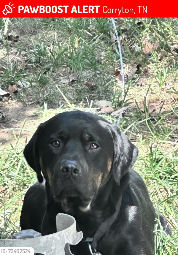 Lost Male Dog last seen Majors Road, Corryton, TN 37721