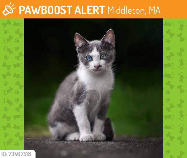 Found/Stray Unknown Cat last seen Unknown, Middleton, MA 01949