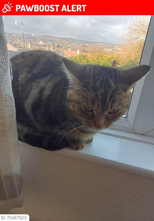 Lost Female Cat last seen Aston, Swallownest, England 