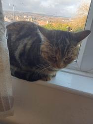 Lost Female Cat last seen Aston, Swallownest, England 