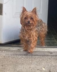 Lost Female Dog last seen Wilkinsburg, Pittsburgh, PA 15221