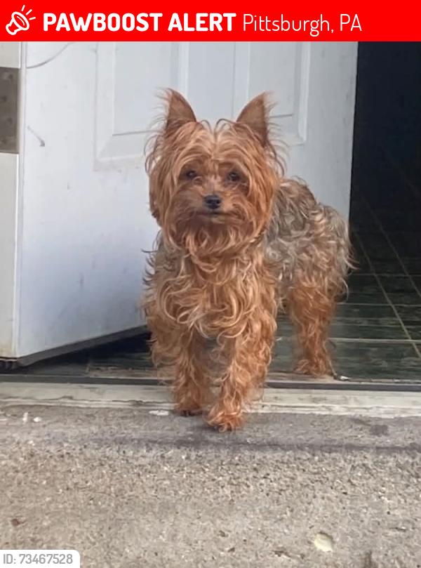 Lost Female Dog last seen Wilkinsburg, Pittsburgh, PA 15221