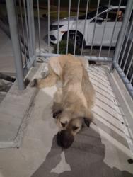 Reunited Female Dog last seen Belt Line and I-30, Grand Prairie, TX 75050
