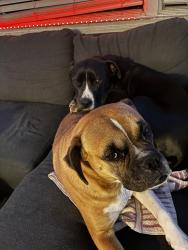 Lost Male Dog last seen In the woods near the quarry, Bath, PA 18014