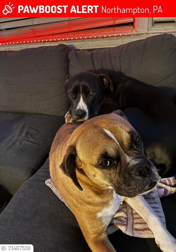Lost Male Dog last seen In the woods near the quarry, Bath, PA 18014