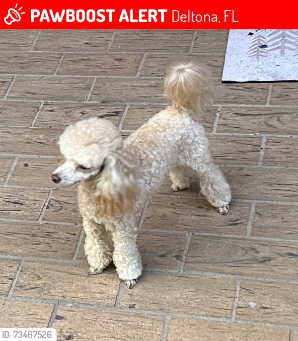 Lost Female Dog last seen Saxon & Normandy, Deltona, FL 32725
