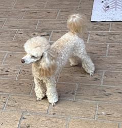 Lost Female Dog last seen Saxon & Normandy, Deltona, FL 32725