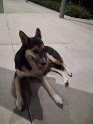 Found/Stray Male Dog last seen Belt Line and I-30, Grand Prairie, TX 75050