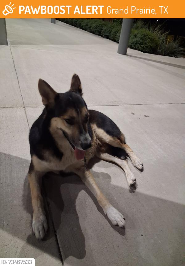 Found/Stray Male Dog last seen Belt Line and I-30, Grand Prairie, TX 75050