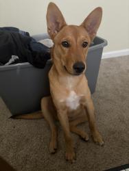 Reunited Female Dog last seen RR tracks near N bates St and N Shirley, Alvin, TX 77511