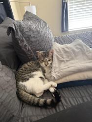 Lost Female Cat last seen Sw Stony Ave, sw mullinax ave, Port St. Lucie, FL 34953