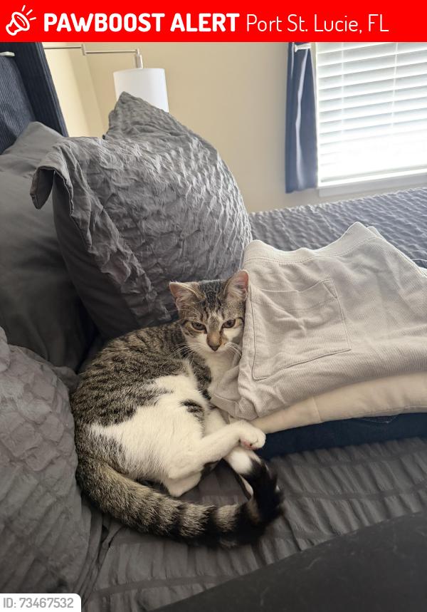 Lost Female Cat last seen Sw Stony Ave, sw mullinax ave, Port St. Lucie, FL 34953