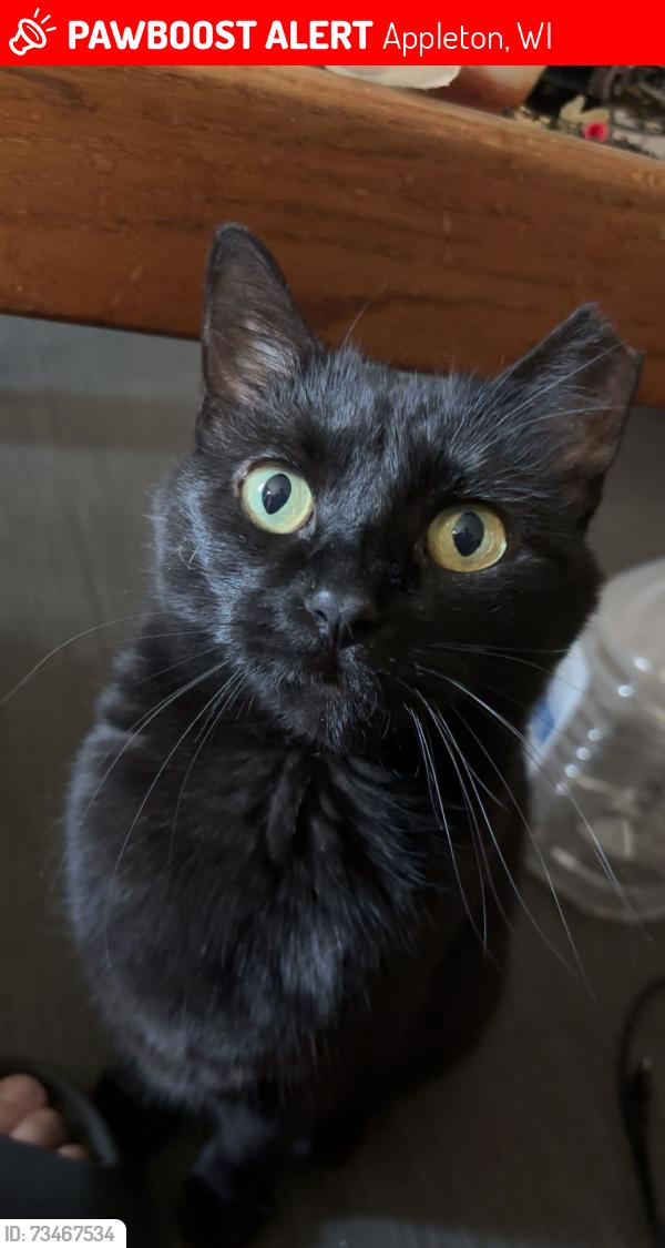 Lost Female Cat last seen Calumet St., Appleton, WI 54915