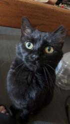 Lost Female Cat last seen Calumet St., Appleton, WI 54915