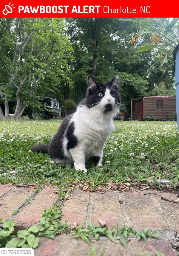 Lost Female Cat last seen Pinebrook circle. Near the the construction at freedom flts., Charlotte, NC 28208