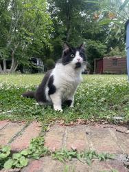 Lost Female Cat last seen Pinebrook circle. Near the the construction at freedom flts., Charlotte, NC 28208