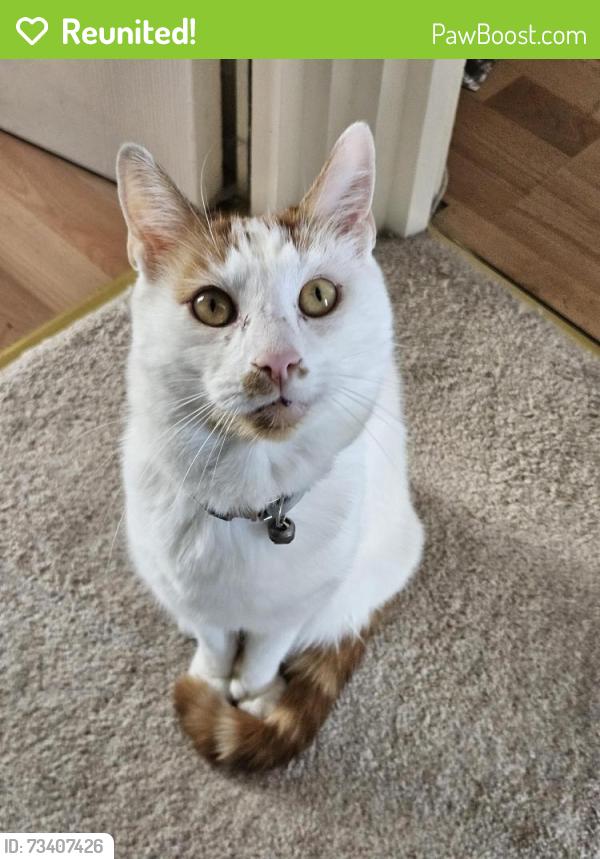 Reunited Male Cat last seen Ann Road North and Spurr Street, opposite the entrance to Heely ports club, Heeley, England 