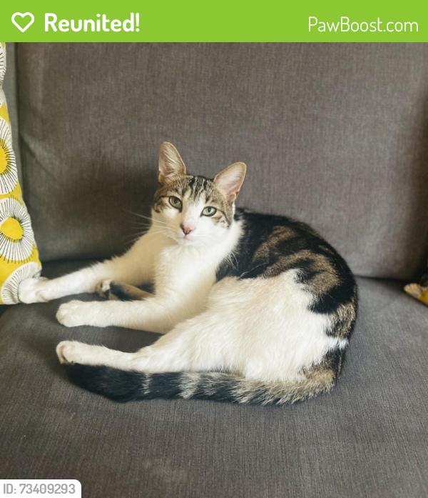 Reunited Male Cat last seen Wildhill, Hertfordshire, England AL9 6DS