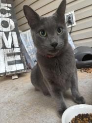 Found/Stray Female Cat last seen Aberdeen Dr, Yukon, OK 73099