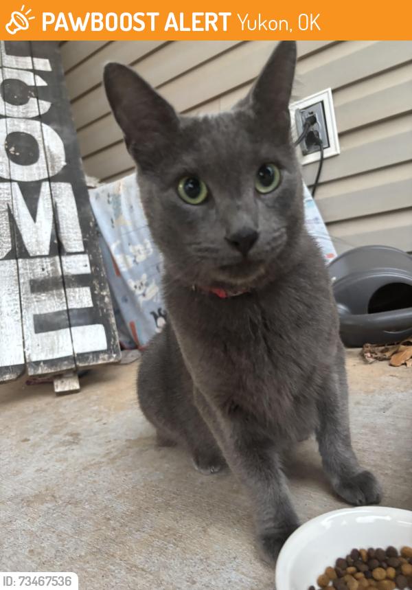Found/Stray Female Cat last seen Aberdeen Dr, Yukon, OK 73099