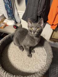 Reunited Male Cat last seen Near Branchview Dr NE, Concord, NC 28025, USA, Concord, NC 28025