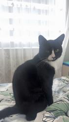 Lost Male Cat last seen Lotus Edge, Boca Raton, FL 33428