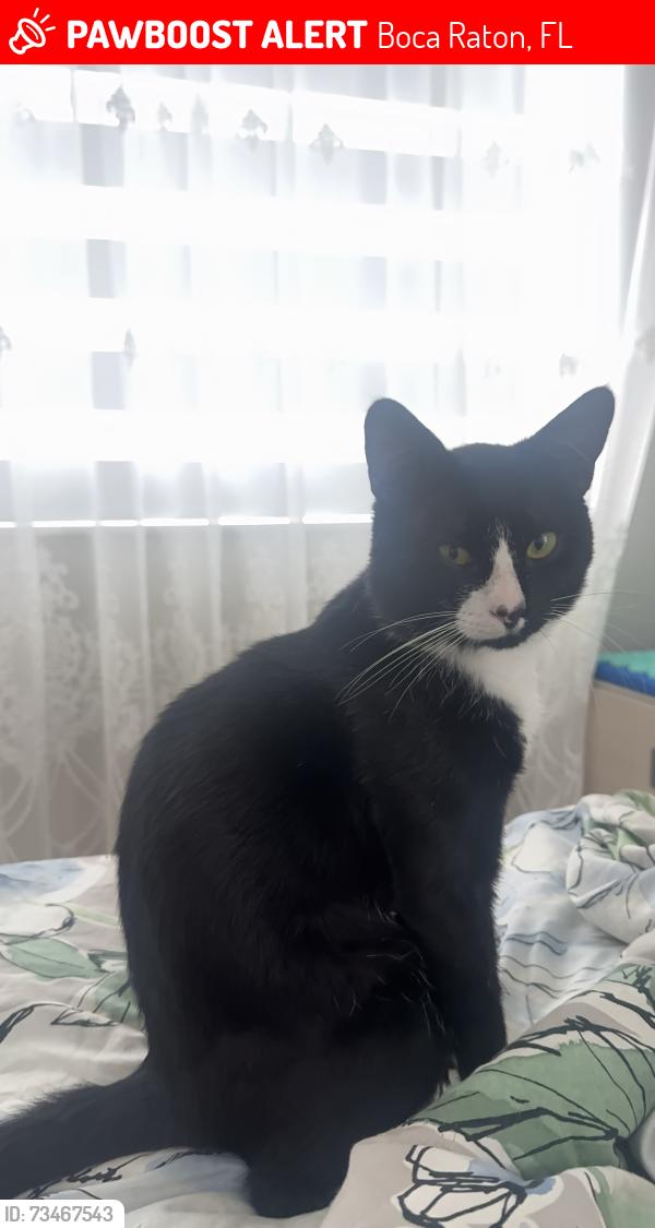 Lost Male Cat last seen Lotus Edge, Boca Raton, FL 33428