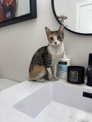 Found/Stray Female Cat last seen Near Monte de Oro avenue, Las Vegas, NV 89183