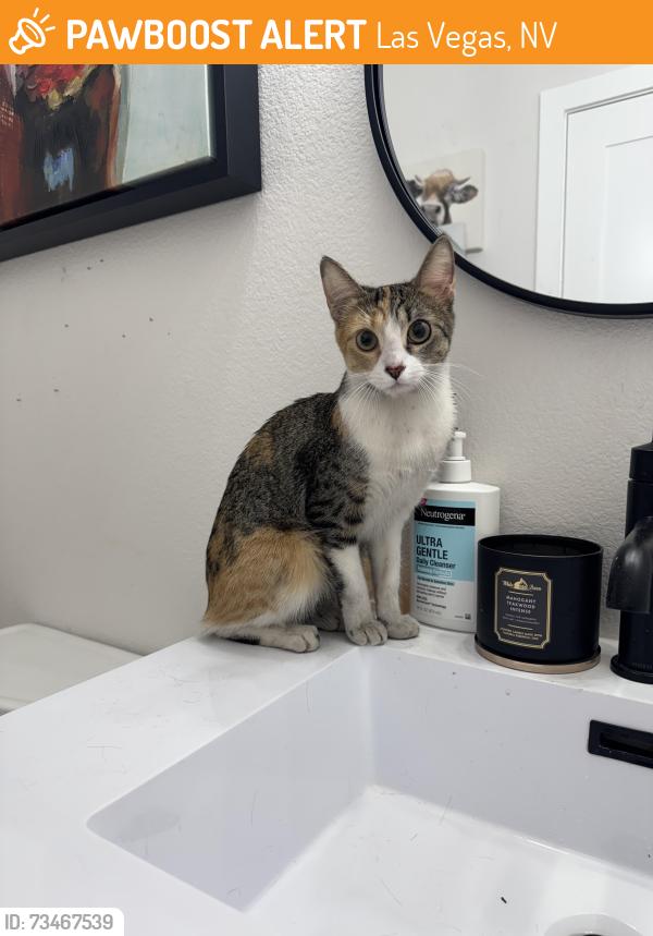 Found/Stray Female Cat last seen Near Monte de Oro avenue, Las Vegas, NV 89183