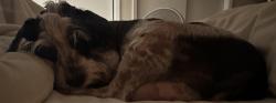 Reunited Male Dog last seen Seminole Boulevard and 54th St., North, St. Petersburg, FL 33708