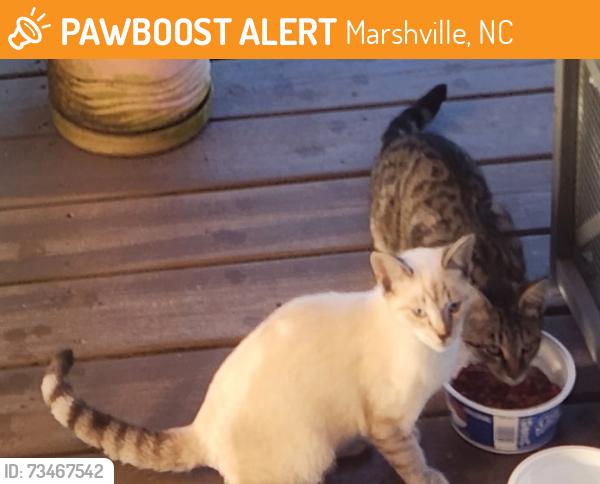 Found/Stray Unknown Cat last seen Canal Road, Marshville, NC 28103