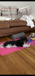 Lost Female Dog last seen Hulmeville Ave and West highland Ave, Langhorne, PA 19047