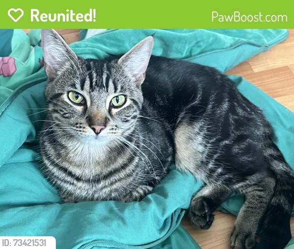Reunited Male Cat last seen Hunters hill and hunters woods Simpsonville, Simpsonville, SC 29680
