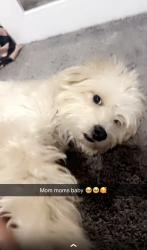 Lost Male Dog last seen Villas east, Las Vegas, NV 89104