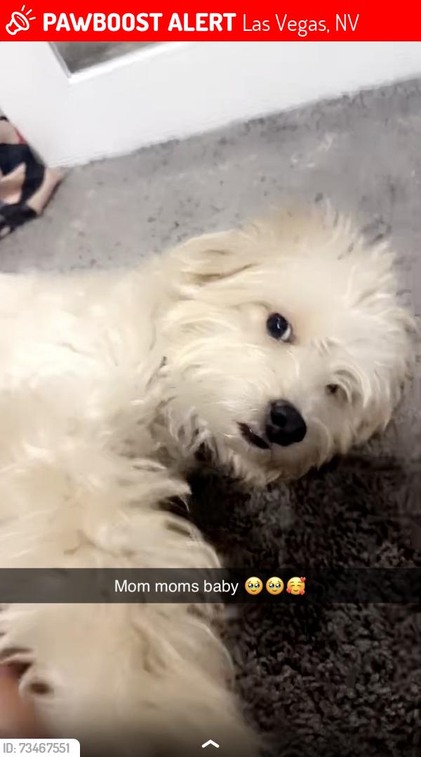 Lost Male Dog last seen Villas east, Las Vegas, NV 89104