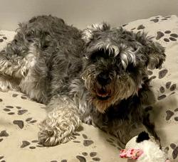 Reunited Male Dog last seen North Elm Street and Cornwallis, Greensboro, NC 27405