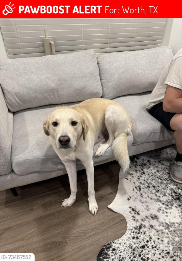Lost Male Dog last seen Nance elementary, Fort Worth, TX 76131
