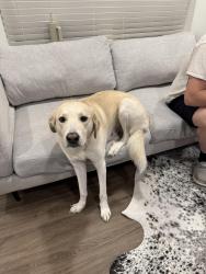 Lost Male Dog last seen Nance elementary, Fort Worth, TX 76131