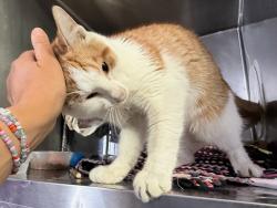 Shelter Stray Male Cat last seen Near E 165th Street, BRONX, NY, 10456, 326 E 110th St, New York, NY 10029, USA