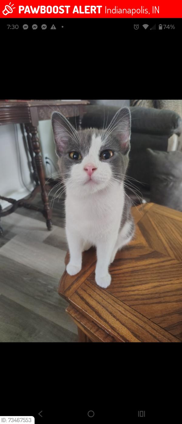 Lost Female Cat last seen Richardt/50th, Indianapolis, IN 46226