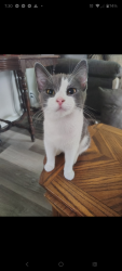 Lost Female Cat last seen Richardt/50th, Indianapolis, IN 46226
