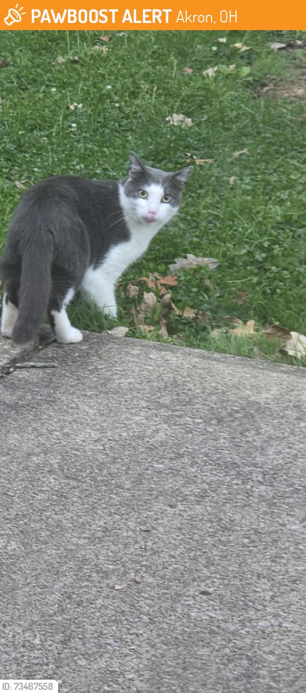 Found/Stray Unknown Cat last seen Wilbeth Rd., Akron, OH 44306
