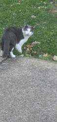 Found/Stray Unknown Cat last seen Wilbeth Rd., Akron, OH 44306