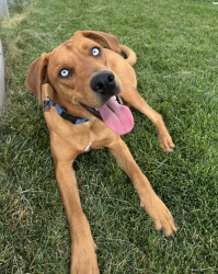 Reunited Male Dog last seen Turkey Creek, Morrison, CO 80465