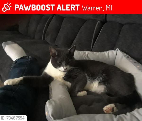 Lost Male Cat last seen Marilyn and Engllmen, Warren, MI 48089
