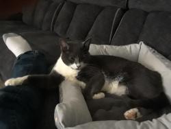 Lost Male Cat last seen Marilyn and Engllmen, Warren, MI 48089