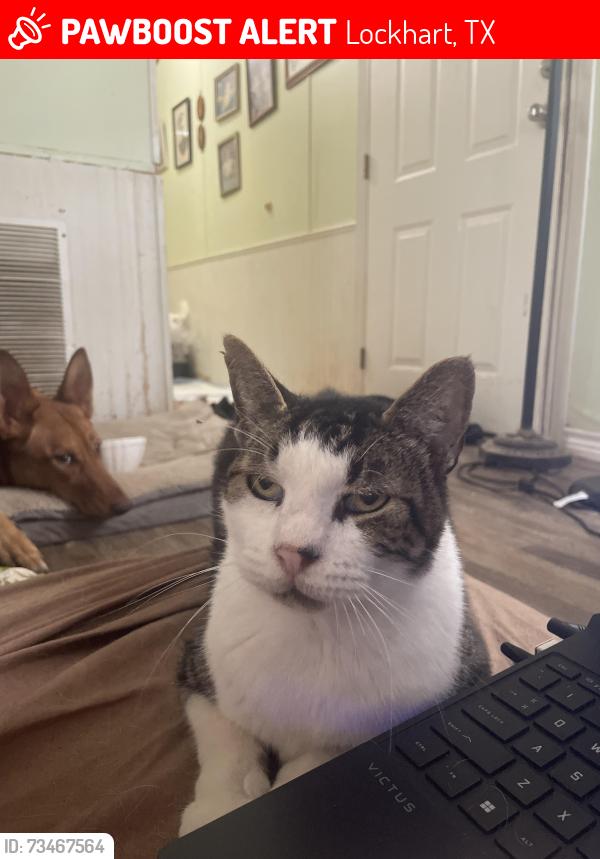 Lost Male Cat last seen Near Graham rd, Lockhart, TX 78644