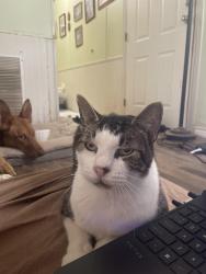Lost Male Cat last seen Near Graham rd, Lockhart, TX 78644