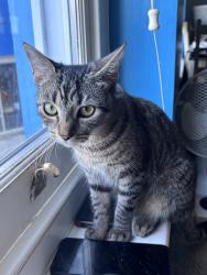 Lost Female Cat last seen The Old High Street/ Tontine Street Folkestone, Kent, England 