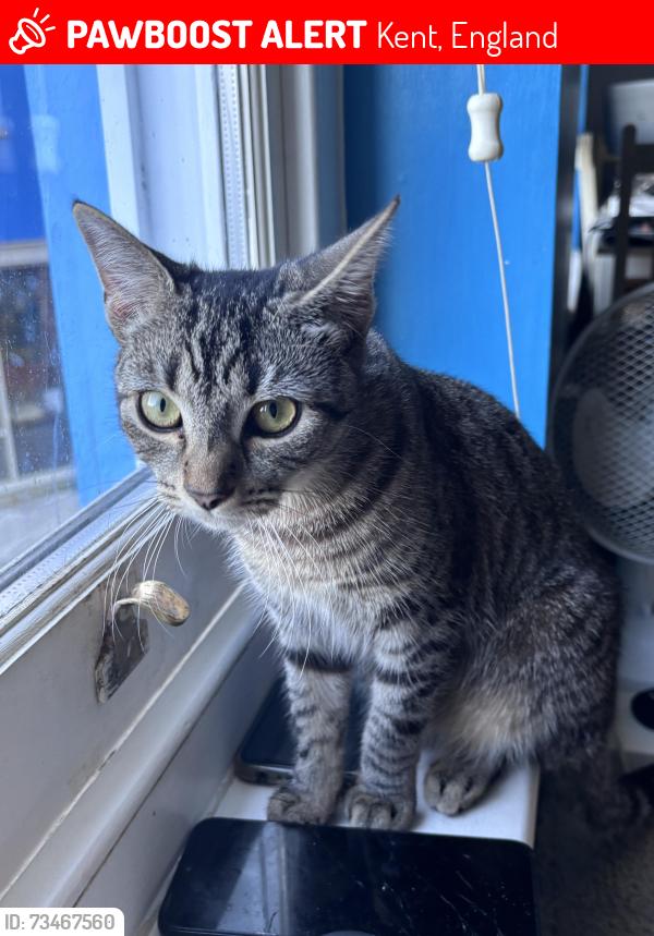 Lost Female Cat last seen The Old High Street/ Tontine Street Folkestone, Kent, England 